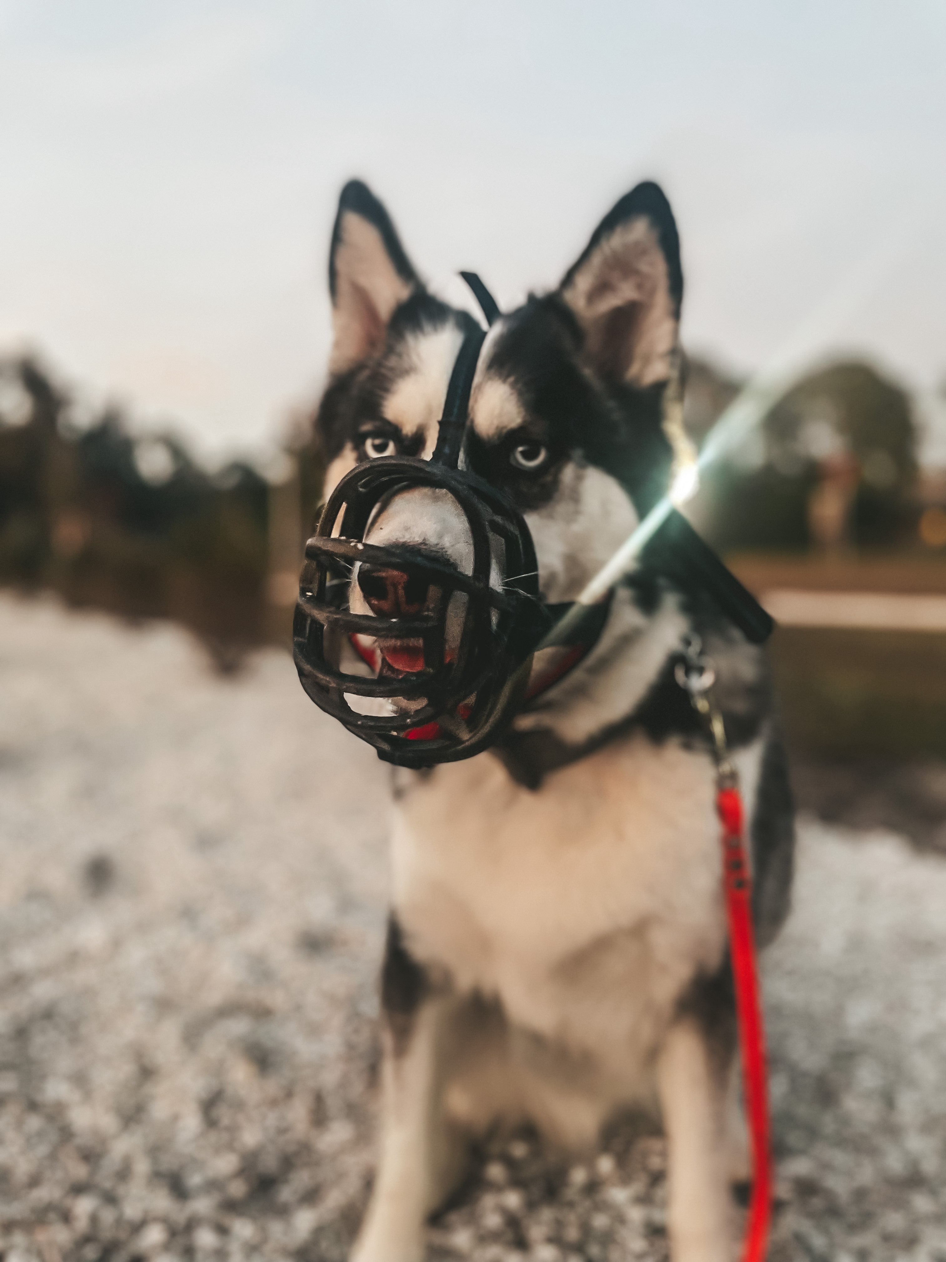 Understanding Dog Muzzles Uses, Benefits, Stigma, and Proper Fitting